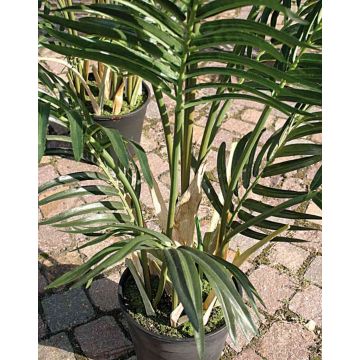 Faux palmier Areca BONNY, 90cm