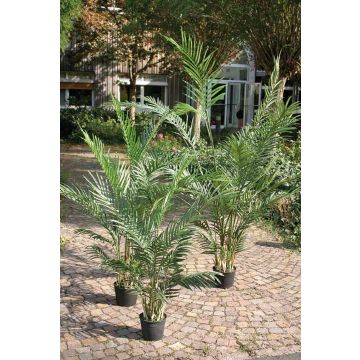 Faux palmier Areca BONNY, 90cm