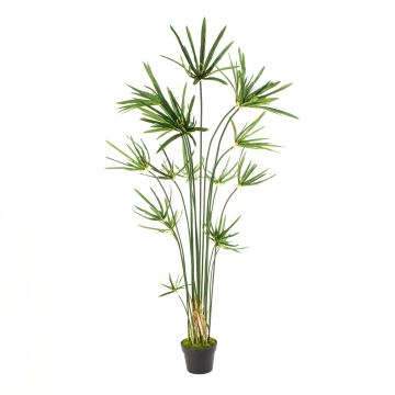 Cyperus papyrus artificiel SASINA, vert, 150cm