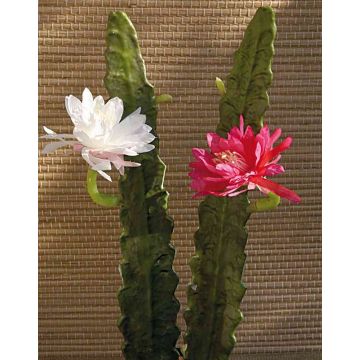 Cactus artificiel reine de la nuit DOMENICA, fleur, blanc, 50cm