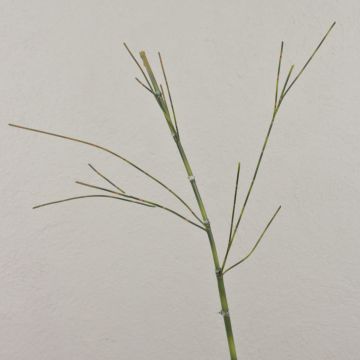 Branche de bambou artificielle HARUTO, 105cm