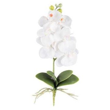 Fleur décorative Orchidée Phalaenopsis DRINTOR, piquet, racines, blanc, 40cm
