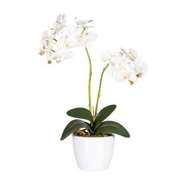 Fleur décorative Orchidée Phalaenopsis FRUXO, piquet, racines, blanc, 50cm