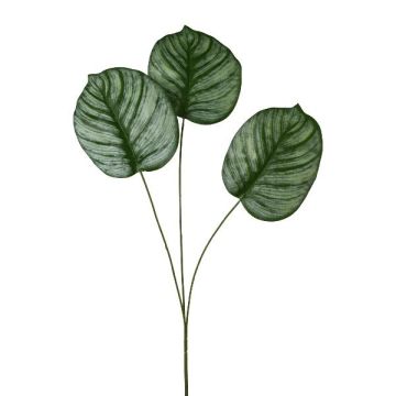 Branche décorative Calathea orbifolia PLERIN, vert-blanc, 70cm