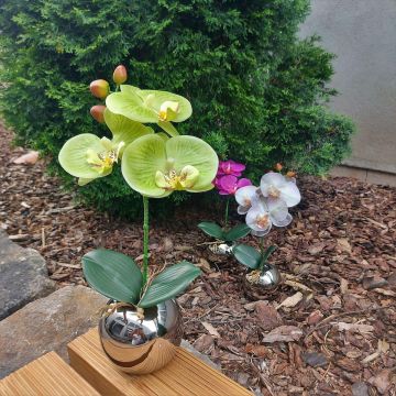 Fleur artificielle Orchidée Phalaenopsis NAPIRAI, cache-pot, crème-vert, 30cm
