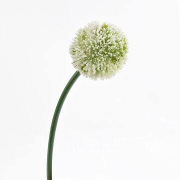 Fleur d'allium artificiel BEATRISA, crème, 65cm, Ø10cm