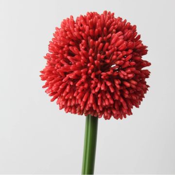 Fleur d'allium artificiel BEATRISA, rouge, 65cm, Ø10cm