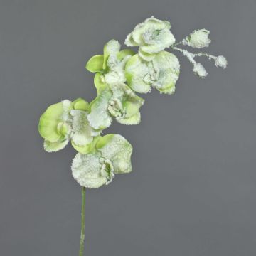 Tige d’orchidée artificielle MYRIA, enneigé, vert, 75cm, Ø7-8cm