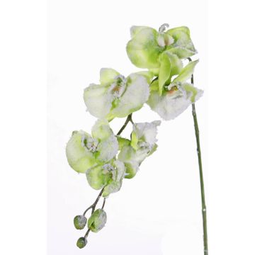 Tige d’orchidée artificielle MYRIA, enneigé, vert, 75cm, Ø7-8cm