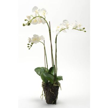 Orchidée artificielle PABLA, motte de terre, blanc, 70cm, Ø8-10cm