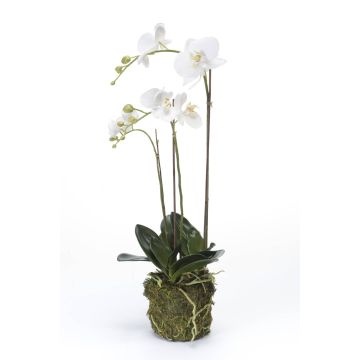 Orchidée artificielle PABLA, motte de mousse, blanc, 70cm, Ø7-12cm