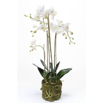 Orchidée artificielle PABLA, motte de mousse, blanc, 80cm, Ø8-11cm