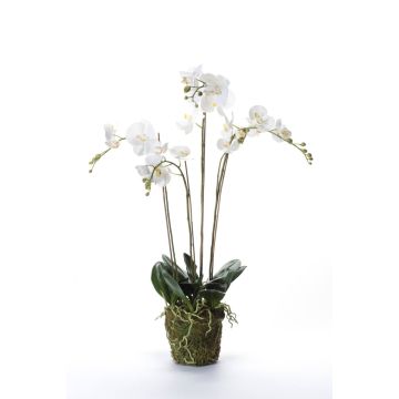 Orchidée artificielle PABLA, motte de mousse, blanc, 90cm, Ø10-13cm