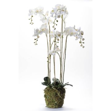 Orchidée artificielle PABLA, motte de mousse, blanc, 145cm, Ø10-15cm