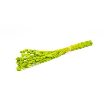 Alpiste des Canaries séché BRAGILA en botte, vert pomme, 50-75cm, Ø12cm