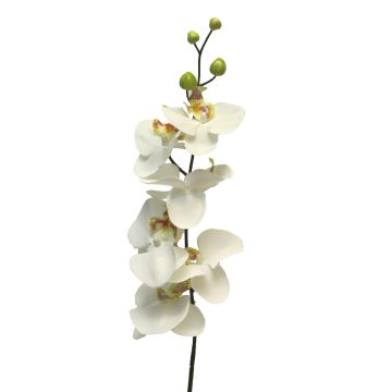 Tige artificielle d'orchidée Phalaenopsis LANUA, crème, 75cm