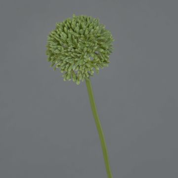 Fleur artificielle Allium BAILIN, vert, 40cm