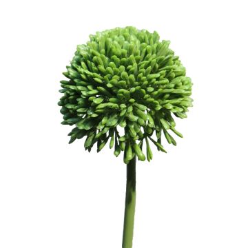 Fleur artificielle Allium BAILIN, vert, 40cm