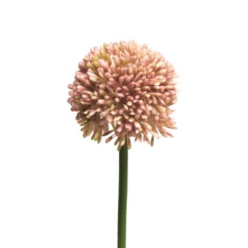 Fleur artificielle Allium BAILIN, rose-crème, 40cm
