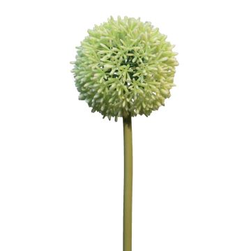 Fleur artificielle Allium BAILIN, crème-vert, 65cm