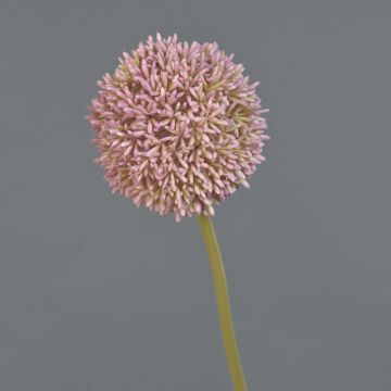 Fleur artificielle Allium BAILIN, rose-crème, 65cm
