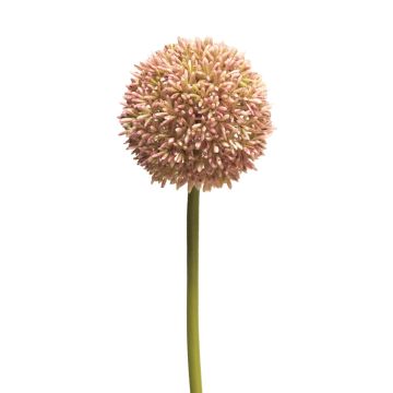 Fleur artificielle Allium BAILIN, rose-crème, 65cm