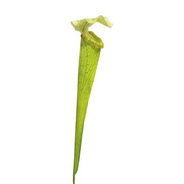 Succulente artificielle Sarracenia YUNFEI sur piquet, vert, 60cm