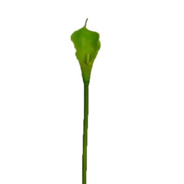 Fleur artificielle Zantedeschia DOU, vert, 70cm