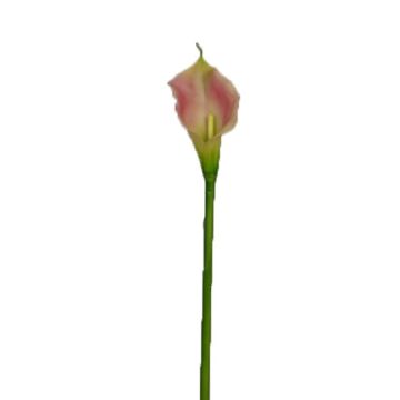 Fleur artificielle Zantedeschia DOU, rose-vert, 70cm