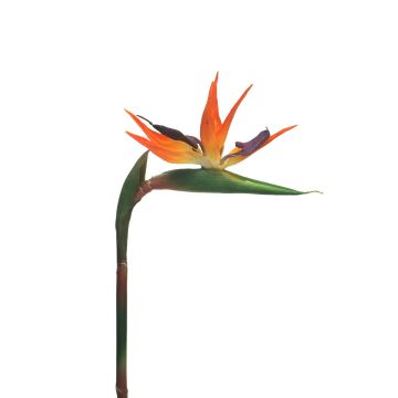 Fleur décorative Strelitzia DONGLIN, orange-violet, 85cm