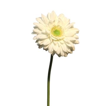 Fleur artificielle Gerbera QIUDONG, crème, 50cm