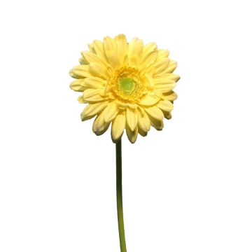 Fleur artificielle Gerbera QIUDONG, jaune, 50cm