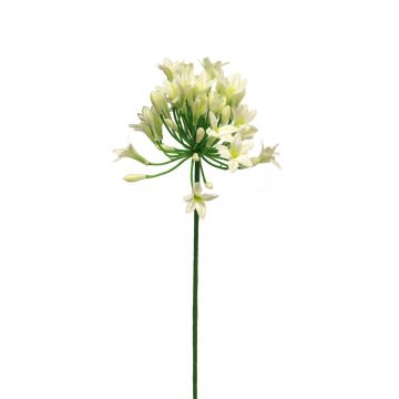Fleur décorative Agapanthus ASONG, crème, 75cm