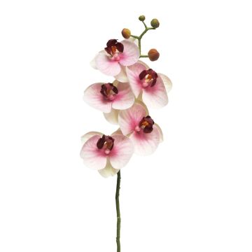 Orchidée Phalaenopsis artificielle sur tige SONGYA, fuchsia-crème, 55cm