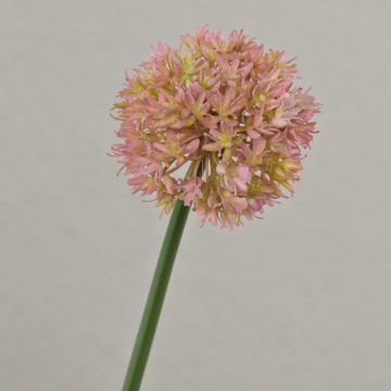 Fleur artificielle Ail décoratif ZHUANG, rose-crème, 60cm