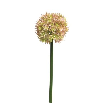 Fleur artificielle Ail décoratif ZHUANG, rose-crème, 60cm