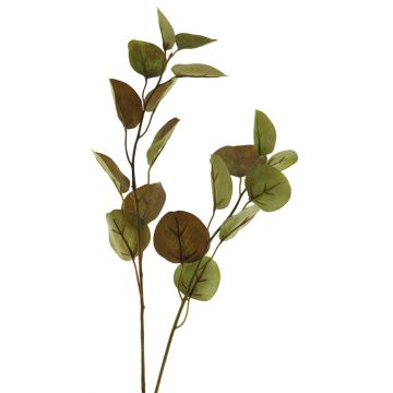 Branche décorative Eucalyptus AOSHAN, brun-vert, 80cm