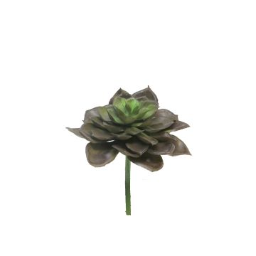 Plante en plastique Echeveria morani XINYA sur piquet, brun-vert, 17cm