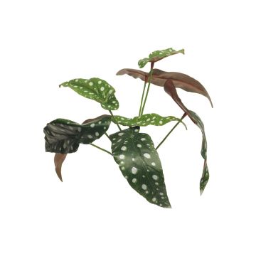 Plante artificielle bégonia maculata NILING, piquet, vert-blanc, 35cm