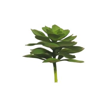 Plante succulente décorative Echeveria elegans MANWEN, piquet, vert, 15cm