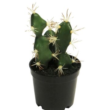 Cactus décoratif Euphorbia abyssinica ROLIN, vert, 17cm