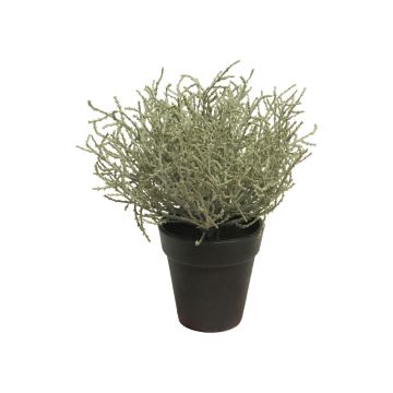 Plante artificielle Santoline petit cyprès MALILU, pot décoratif, gris-vert, 20cm