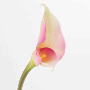 Faux Arum MARIOLA, rose-blanc, 80cm, 8x15cm