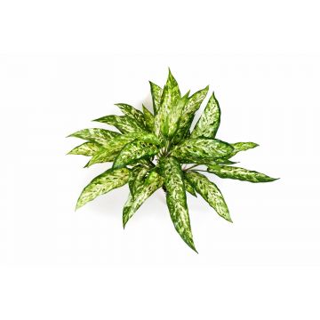 Plante artificielle aglaonéma ASMARA, sur piquet, vert-blanc, 50cm