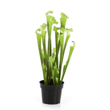 Plante carnivore artificielle Sarracenia MADISON, vert, 65cm
