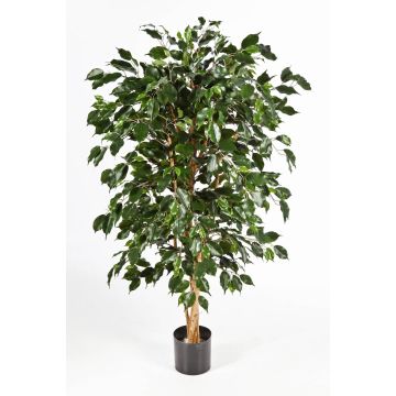 Ficus benjamina synthétique DECIO, troncs naturels, vert, 150cm