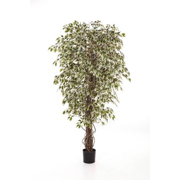 Faux ficus benjamina DAKU, troncs naturels, vert-blanc, 90cm