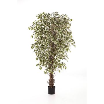 Faux ficus benjamina DAKU, troncs naturels, vert-blanc, 120cm