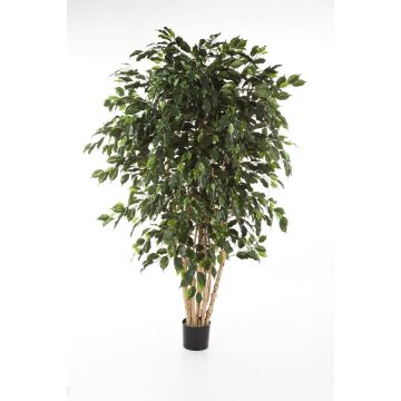 Ficus benjamina artificiel DAREL, vrais troncs, vert, 180cm