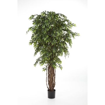 Plante artificielle ficus ALIRIO, troncs naturels, vert, 150cm